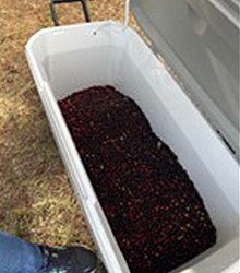image of wagon of Chokecherries picked by students
